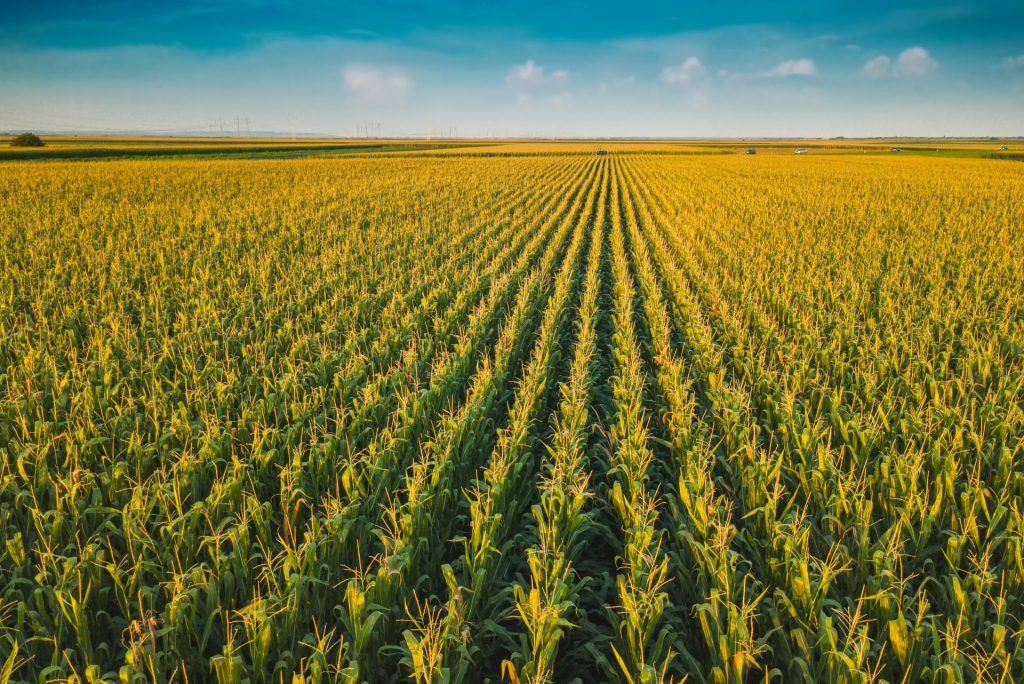 Corn fields and blue skies in the area of PBK's Industrial HVAC repair services